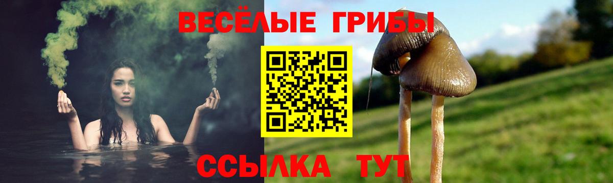 Дубна  Псилоцибиновые грибы MAGIC MUSHROOMS  Вход с VPN 